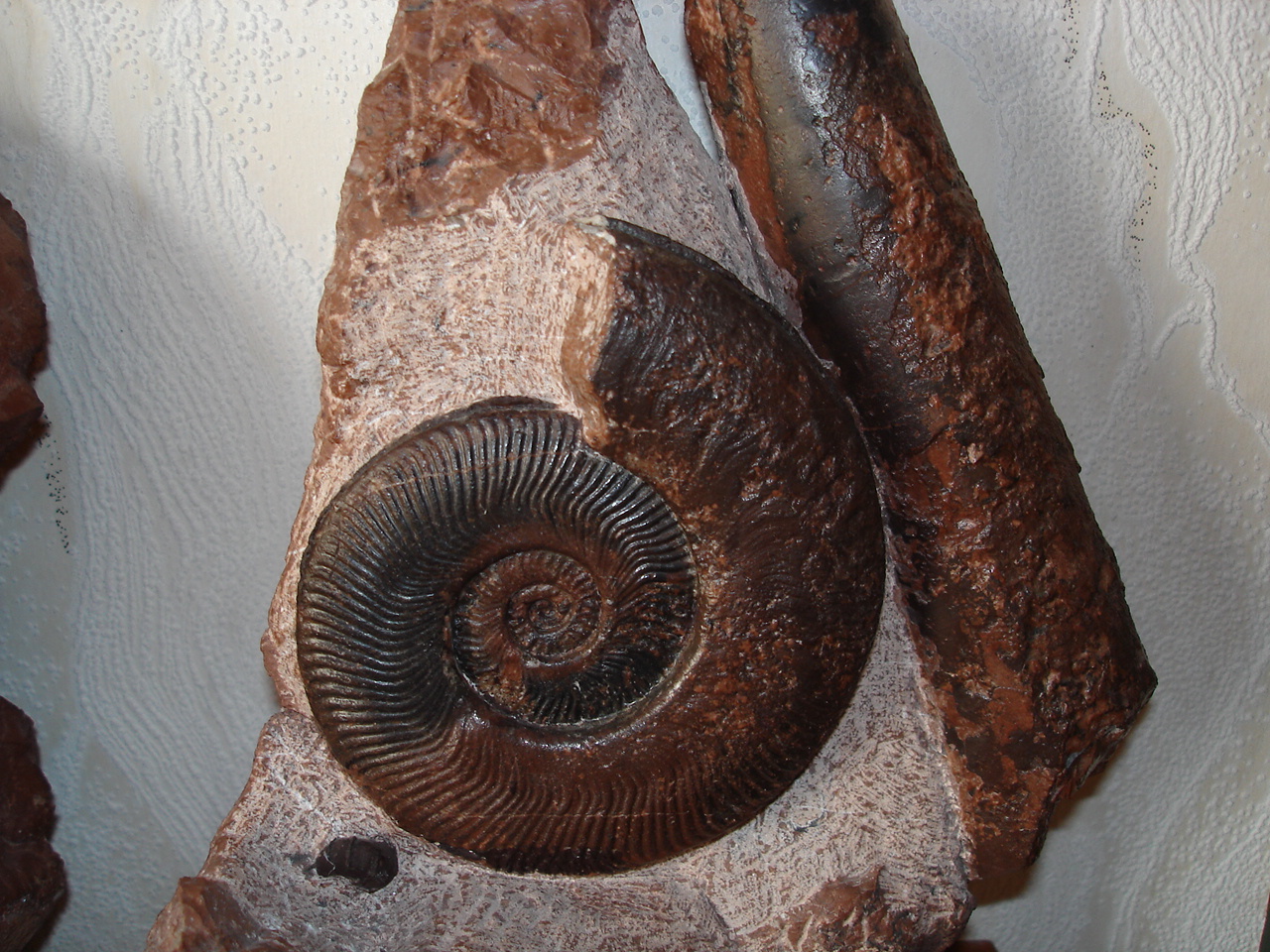 Grammoceras, Aulacoceras