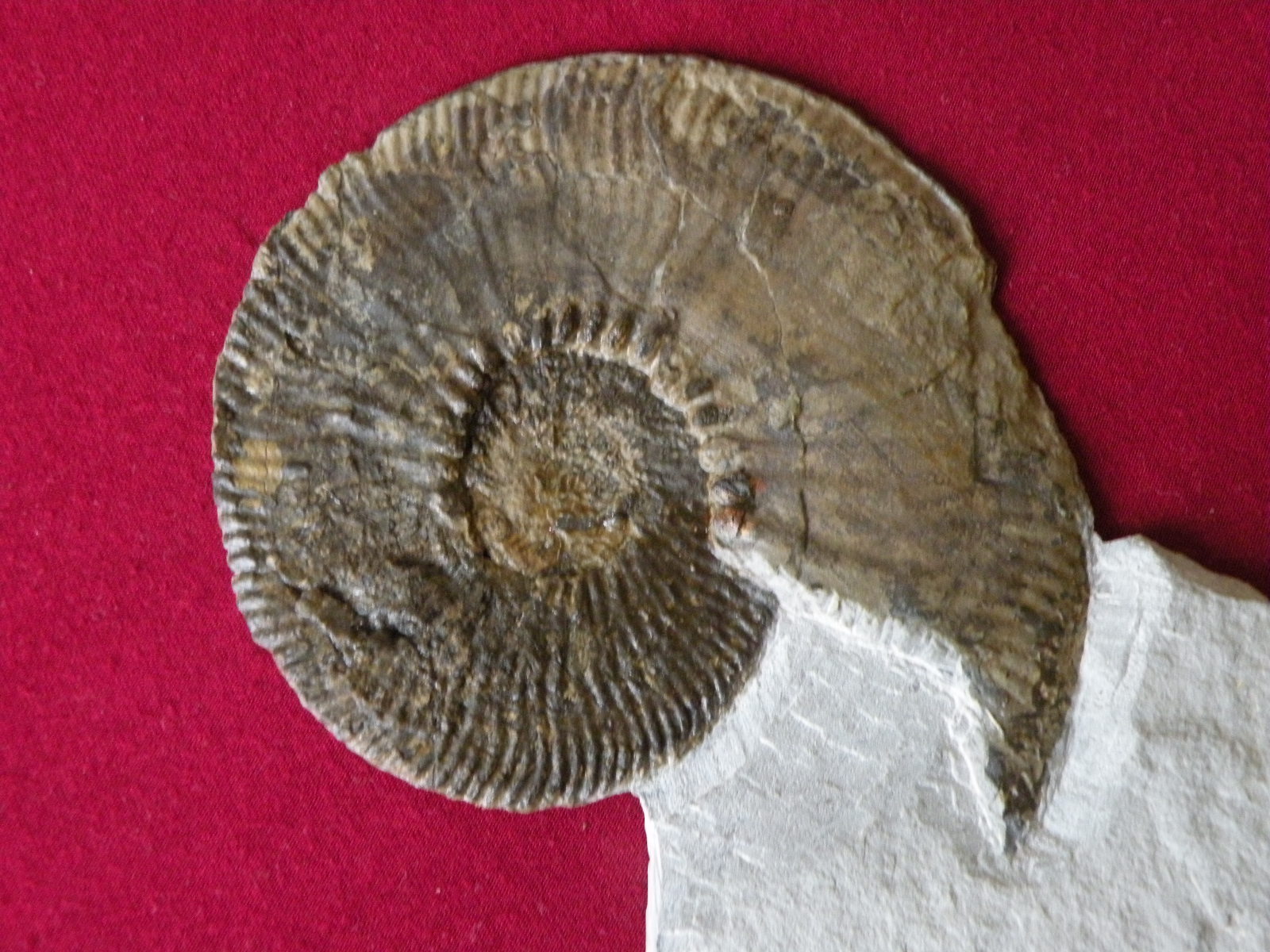 Chrioceras