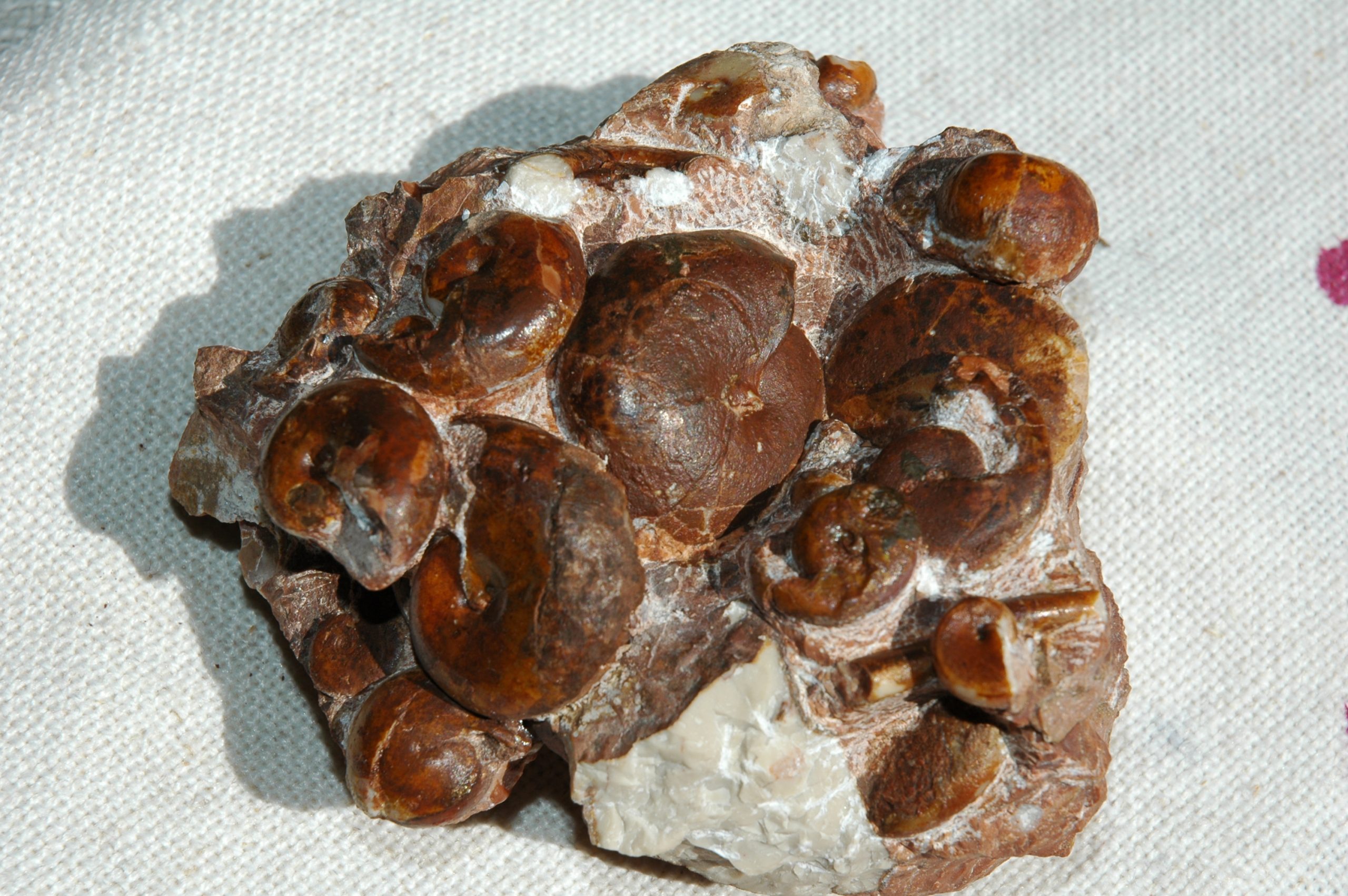 Arcesten sp.  Placites