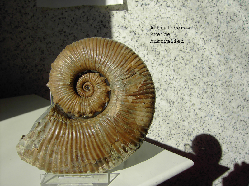 Australiceras sp.