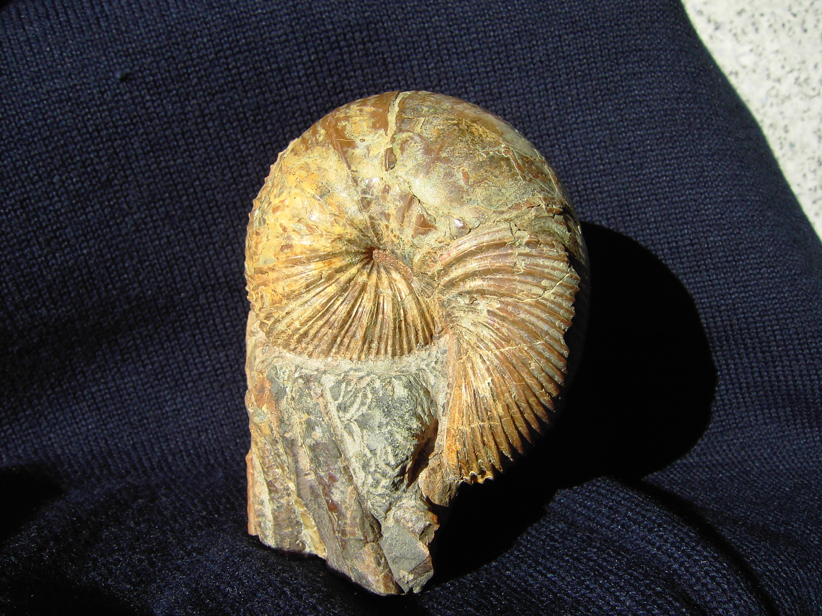 Scaphites depressus