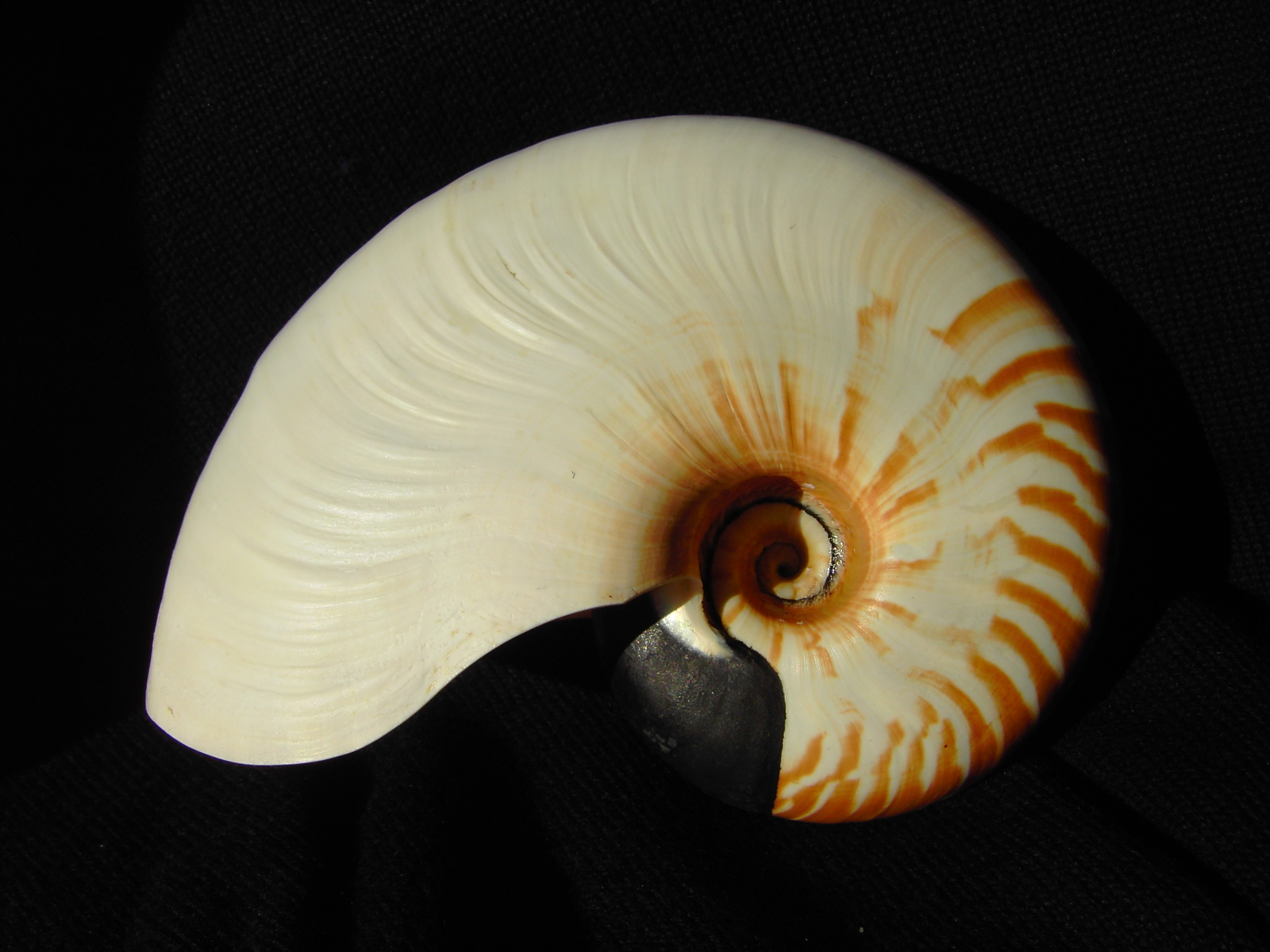 Nautilus scrobiculatus