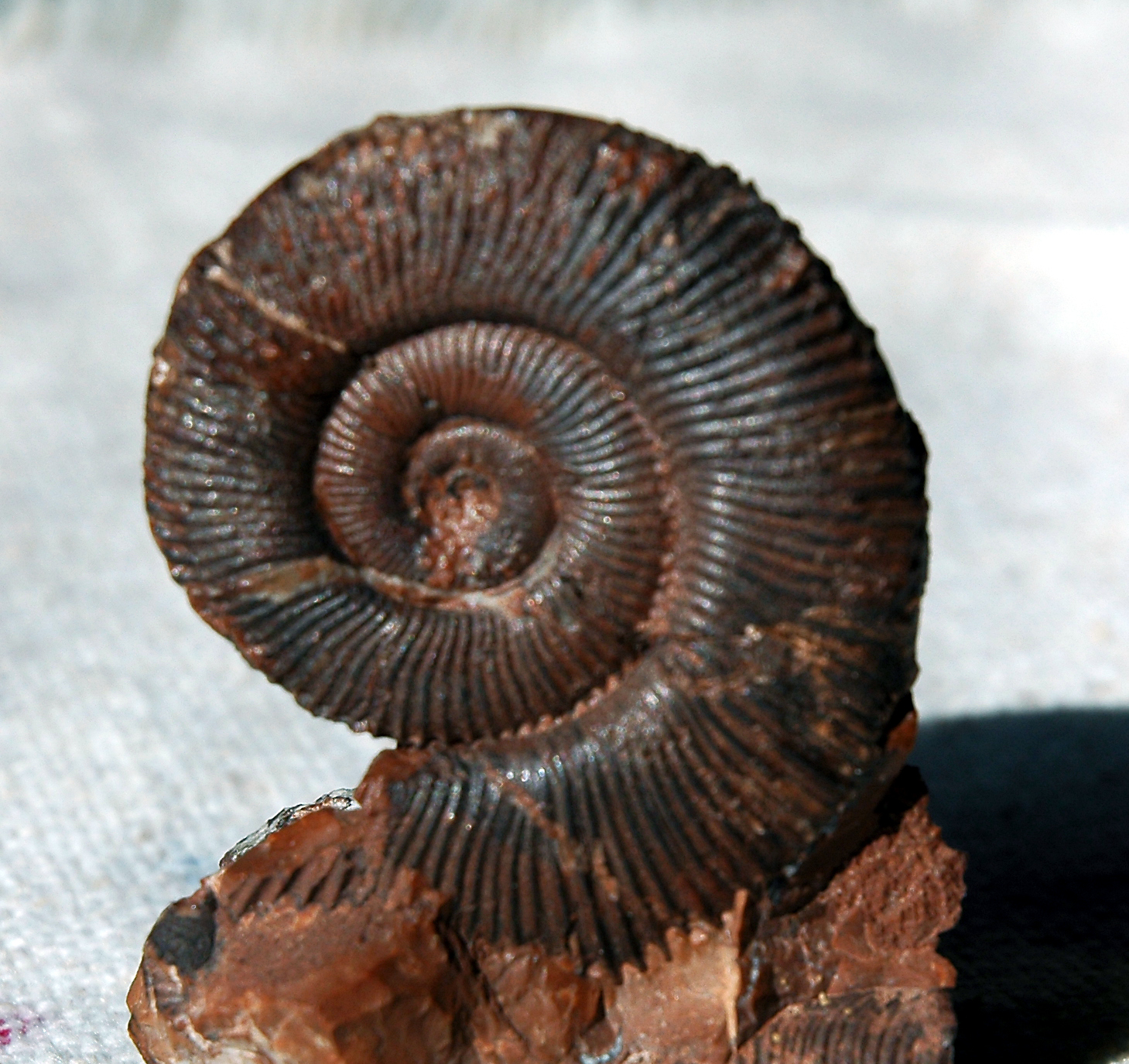 Prodactyloceras sp.