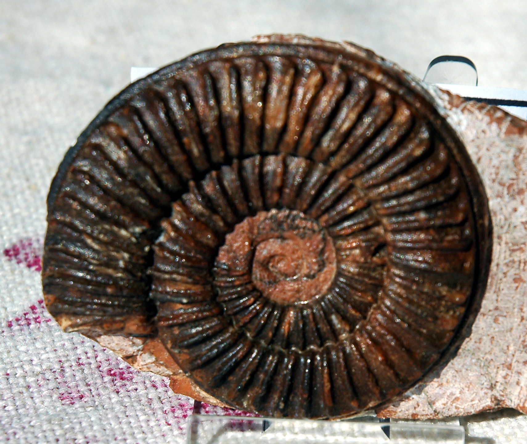 Arnioceras sp.