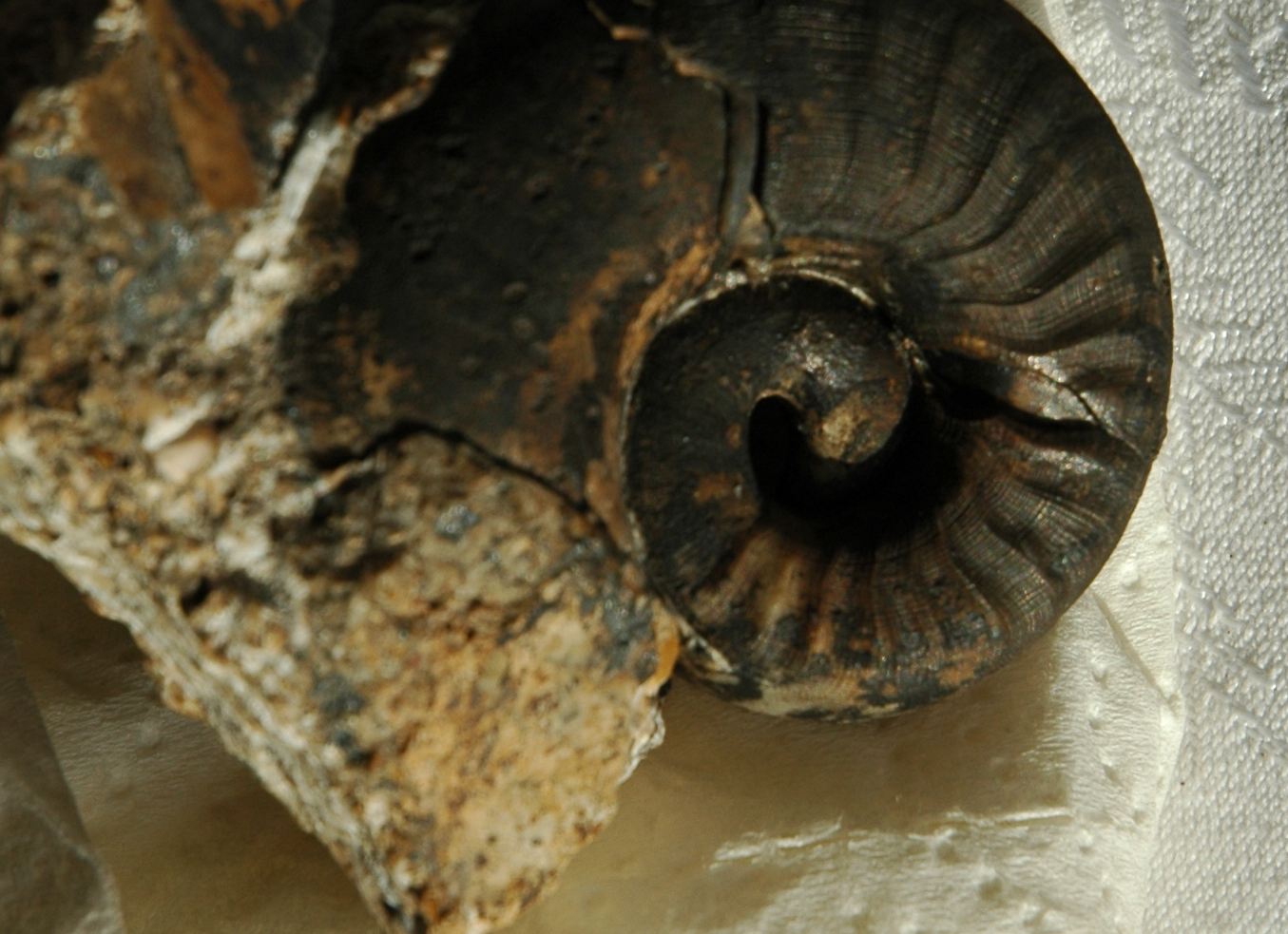 Nautilus sp.